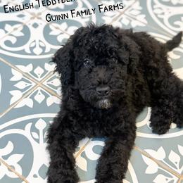 Muffins English Teddybear - Black female Goldendoodle puppy in Grove, Oklahoma from Guinn Family Farms