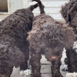 Portuguese Water Dog Puppies from Red River Kennels