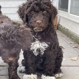 Portuguese Water Dog Puppies from Red River Kennels