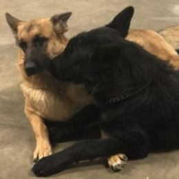 German Shepherd All Grown Up from Boris Parra's German Shepherds