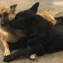 German Shepherd All Grown Up from Boris Parra's German Shepherds