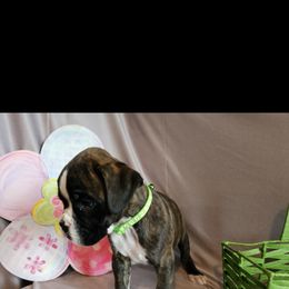 Boxer and Shih Tzu Puppies from L&L European Boxers and Shih Tzus