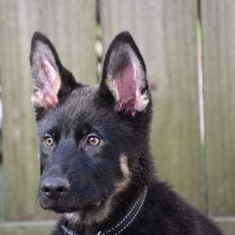 German Shepherd Puppies from Shepherds of Anarchy