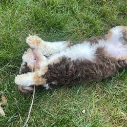 Bernedoodle Puppies from Lovey Dovey Bernedoodles