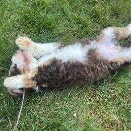 Bernedoodle Puppies from Lovey Dovey Bernedoodles