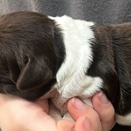 Solo girl 1 - Liver and white female Brittany puppy in Floyd Knobs, Indiana from Cross Creek Brittanys