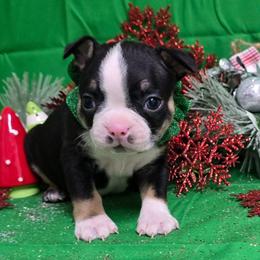 Black n white with tan - Black and white male Boston Terrier puppy in Corsicana, Texas from JT Bostons