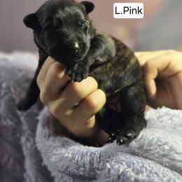 Light Pink Collar Female - Gold brindle female Dutch Shepherd puppy in Dallas, Georgia from Bluestone Creek Dutch Shepherds