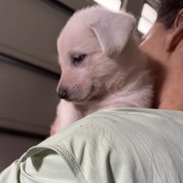 No-ee - White female German Shepherd puppy in Perkasie, Pennsylvania from Twila Ruth Herot