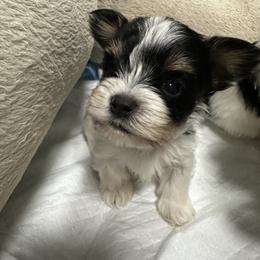 Biewer Terrier Puppies from Lozado’s Biewers