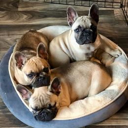 French Bulldogs from Brewery City French Bulldogs