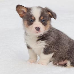 American Corgi, Cardigan Welsh Corgi, and Pembroke Welsh Corgi Puppies from Diamond Corgis