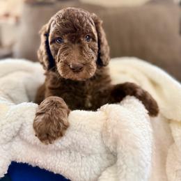 Chocolate Male - Brown male Poodle puppy in Mendenhall, Mississippi from Red Bayou Kennels, LLC