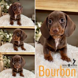 Bourbon - Chocolate and tan male Dachshund puppy in Kemp, Texas from Koli Acres