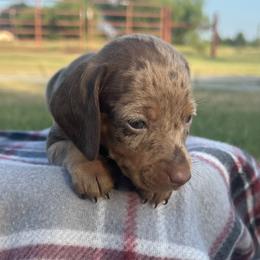 Buttons - Dapple female Dachshund puppy in Durant, Oklahoma from Rockin’ S Kennel
