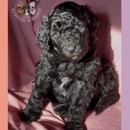 Solstice - Black female Goldendoodle puppy in Sterling, Connecticut from Justine’s Retrievers and Doodles