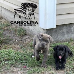 Cane Corso Puppies from Caneolina Corso Kennel