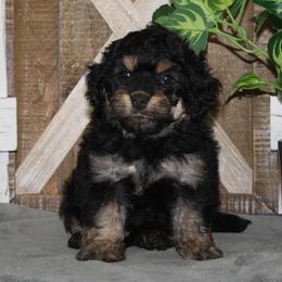 Chloe's Orange Collar Girl 2350.00 - Tri-color female Bernedoodle puppy in Alvin, Texas from JP Southern Doodles