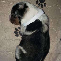 Australian Shepherd Puppies from Heaven Scent Aussies