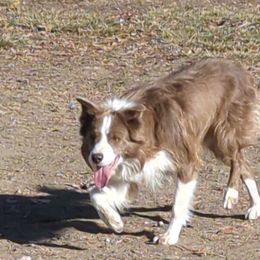 Border Collies from Royal R Ranch