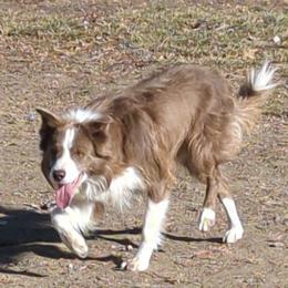 Border Collies from Royal R Ranch