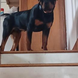 Rottweiler Puppies from Lori's Rottweilers