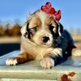 Teal collar - Blue merle female Miniature Australian Shepherd puppy in 32046, Florida from River Hill Ranch