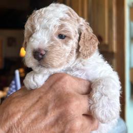 Sam,  3 weeks old - Golden male Cockapoo puppy in Crawford, Colorado from Saddle Mountain Doodles
