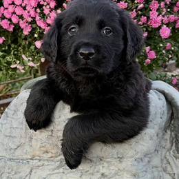 Promise (Longcoat) - Black male Labrador Retriever puppy in Baldwin City, Kansas from Hedge Lane Labradors