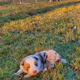 Border Collie Puppies from Soaring Borders Border Collies