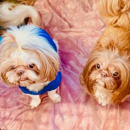 Milo - Shih Tzu