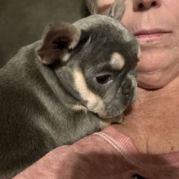 French Bulldog Puppies from Frenchiesbysouthernbell