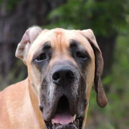 Great Danes from Walden's Great Danes