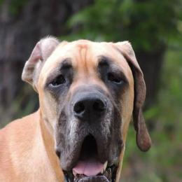 Great Danes from Walden's Great Danes