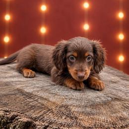 Male 1 - Chocolate male Dachshund puppy in Glen St Mary, Florida from Little Pawz, LLC