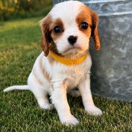 Bella - Blenheim female Cavalier King Charles Spaniel puppy in Saint Francis, Minnesota from King Charles