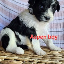 Aspen - Black and white male Portuguese Water Dog puppy in Narvon, Pennsylvania from Prized Family Porties