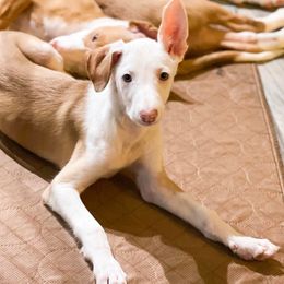 Ibizan Hound and Manchester Terrier Puppies from Dugualla