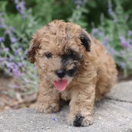 Max - Merle male Whoodle puppy in West Bend, Iowa from Blue Skies Terriers