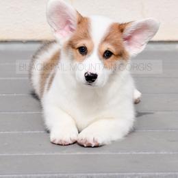 American Corgi and Pembroke Welsh Corgi Puppies from Blacktail Mountain Corgis