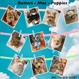 Yorkshire Terrier Puppies from Cute Yorkies