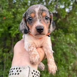 Puppy 1 - Black and tan male Dachshund puppy in Riverside, California from Saddle Up Dachshunds
