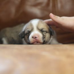 Pembroke Welsh Corgi Puppies from Ayers Acres Corgis