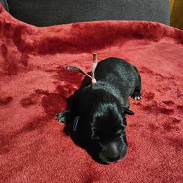Citlali - Black and white female Xoloitzcuintli puppy in Florissant, Colorado from Witching Hour Kennel
