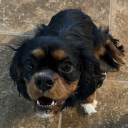 Jake - Black and tan male Cavalier King Charles Spaniel puppy in Edgewood, New Mexico from Cedar Mountain Hounds