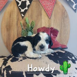 Howdy - Black and white male English Springer Spaniel puppy in 5 Points, Tennessee from Tenn South Springer Spaniels