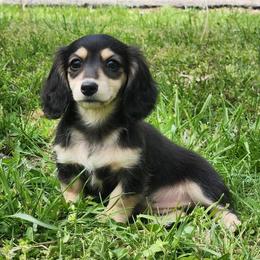 Fava-2800 Pet - Black and cream female Dachshund puppy in Mount Sherman, Kentucky from Kaleidoscope Dachshunds and Whippets