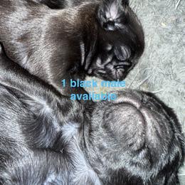 BLACK BOY - Black male Pug puppy in Saugus, Massachusetts from Pug Puppies of Boston