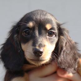 Slumber - Black and cream female Dachshund puppy in Azle, Texas from American Dachshunds