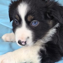 B6 - Black tri male Miniature Australian Shepherd puppy in Citra, Florida from Southpaw Herders LLC